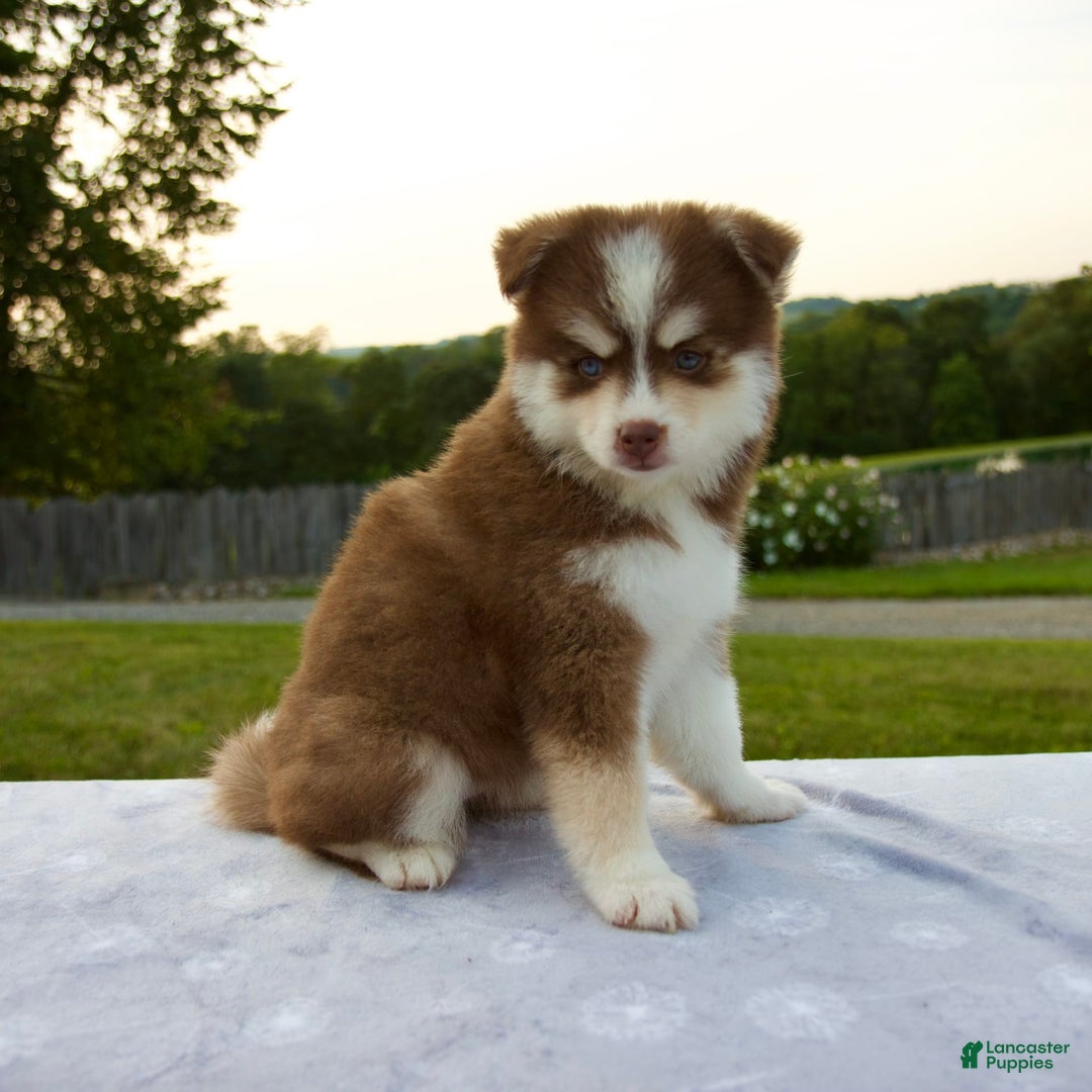 Pomsky dogs for sale: Raina - Image 5