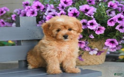 Havapoo dogs for sale: Moose - Image 1