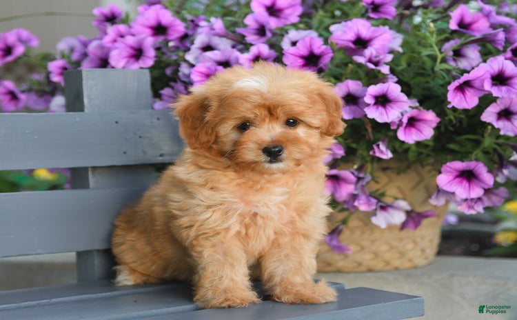 Havapoo dogs for sale - Ad 2