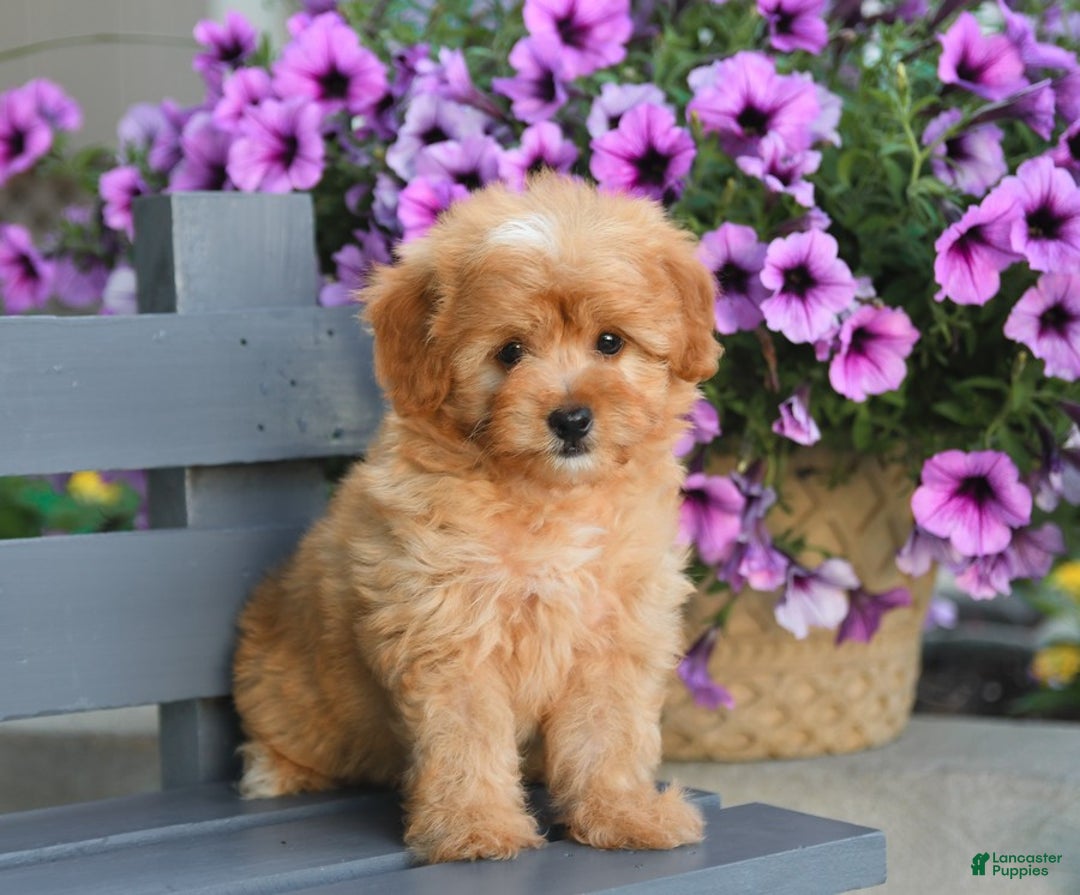Havapoo dogs for sale: Moose - Image 1