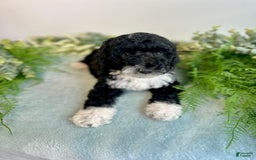 Mini Bernedoodle dogs for sale: Benito - Image 2