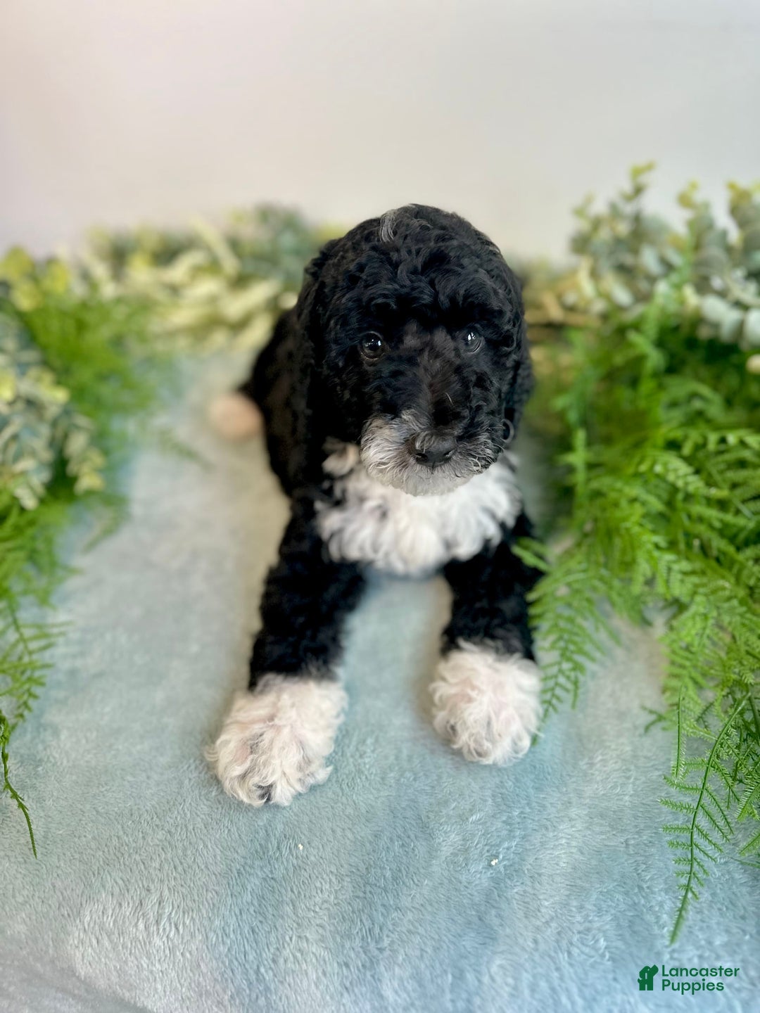 Mini Bernedoodle dogs for sale: Benito - Image 2