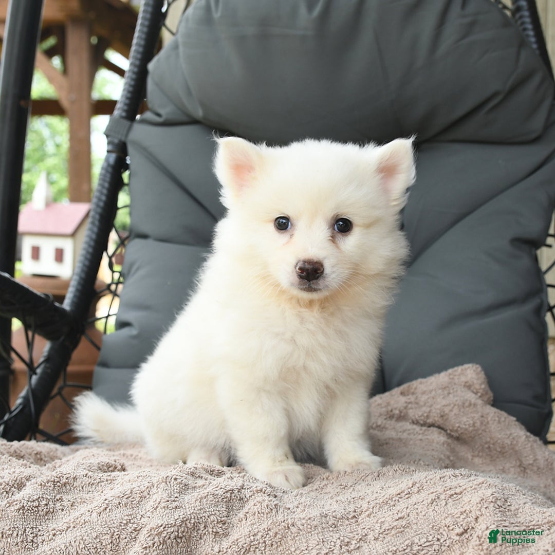 American Eskimo dogs for sale: Forrest - Image 2