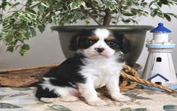 Cavalier King Charles Spaniel dogs for sale: Jack - Image 3