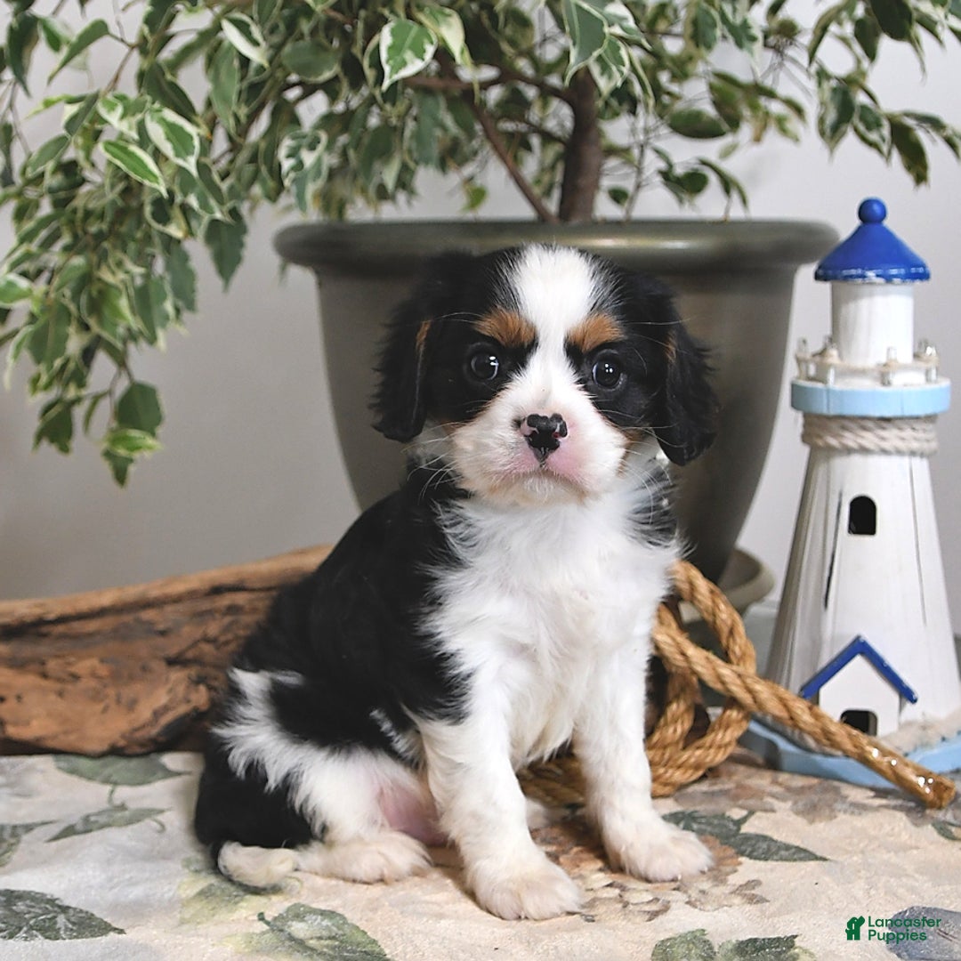 Cavalier King Charles Spaniel dogs for sale: Jack - Image 3