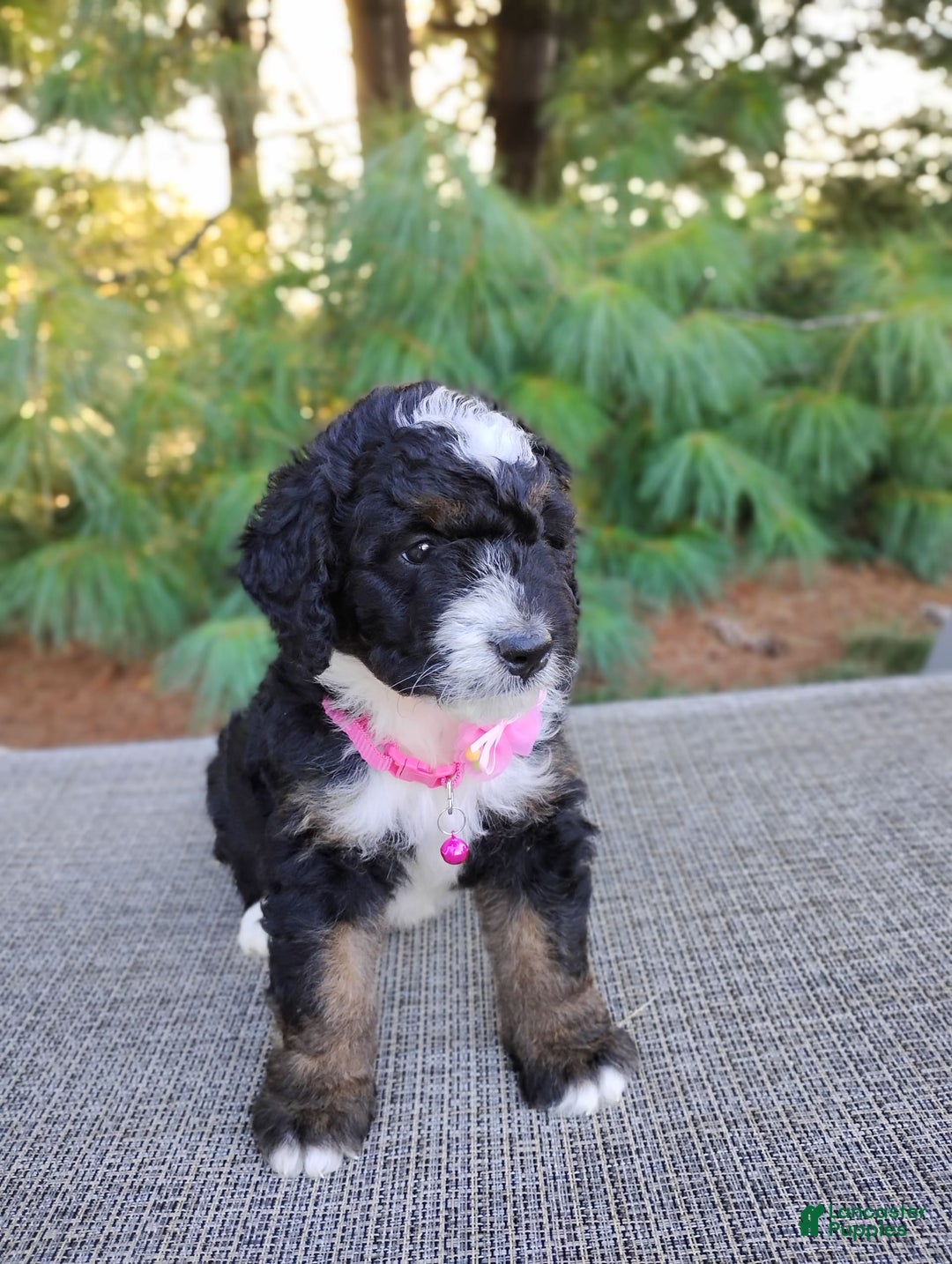 Bernedoodle dogs for sale: Tori - Image 2
