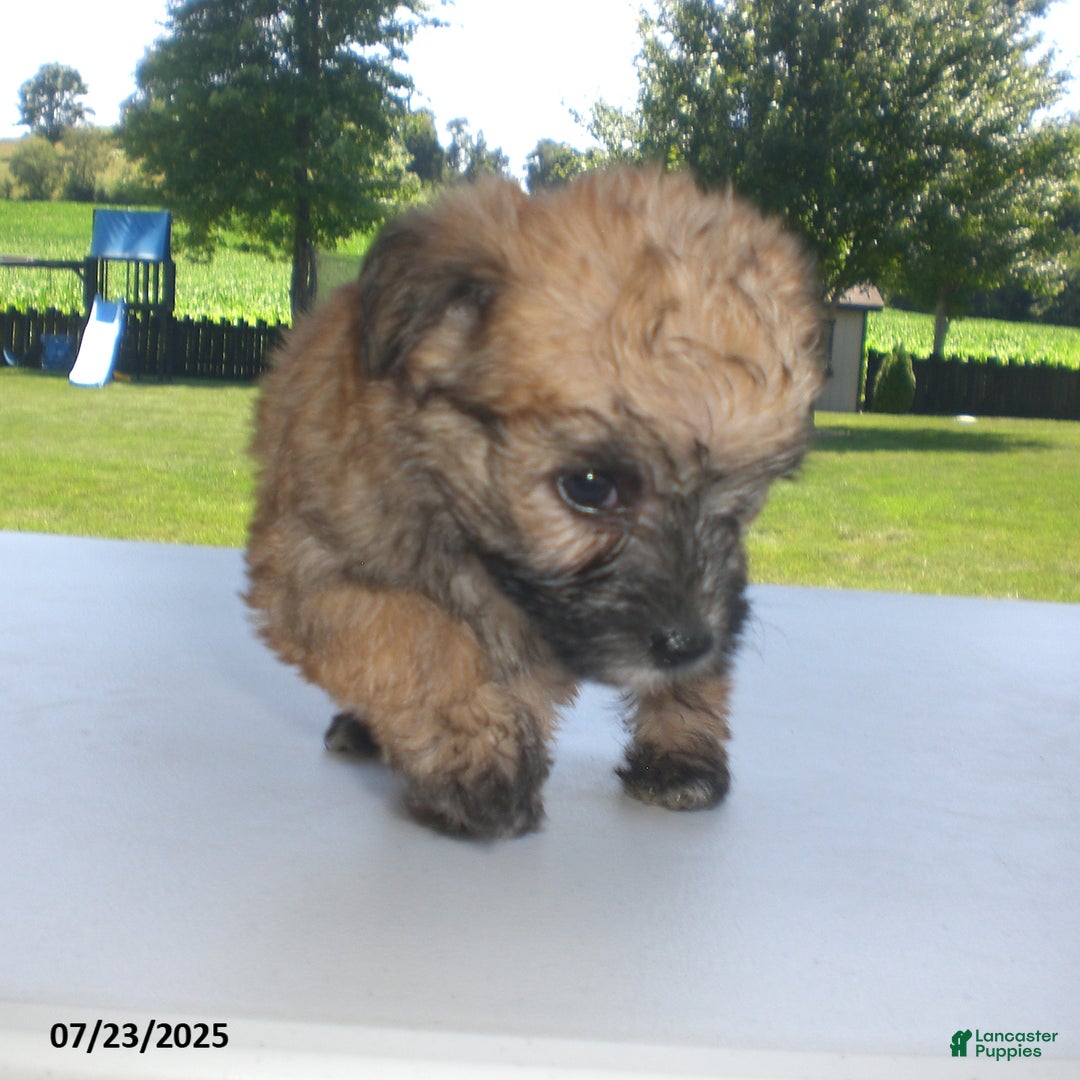 Yorkiepoo dogs for sale: Sally - Image 21