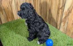 Cavapoo dogs for sale: Missy Boy 1 - Image 8