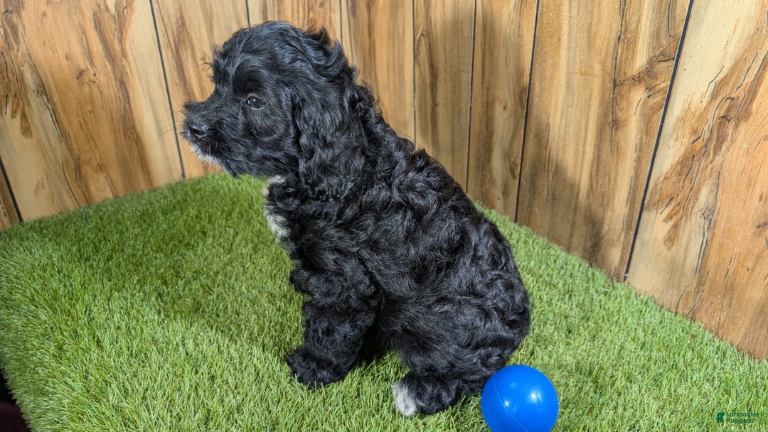 Cavapoo dogs for sale: Missy Boy 1 - Image 8