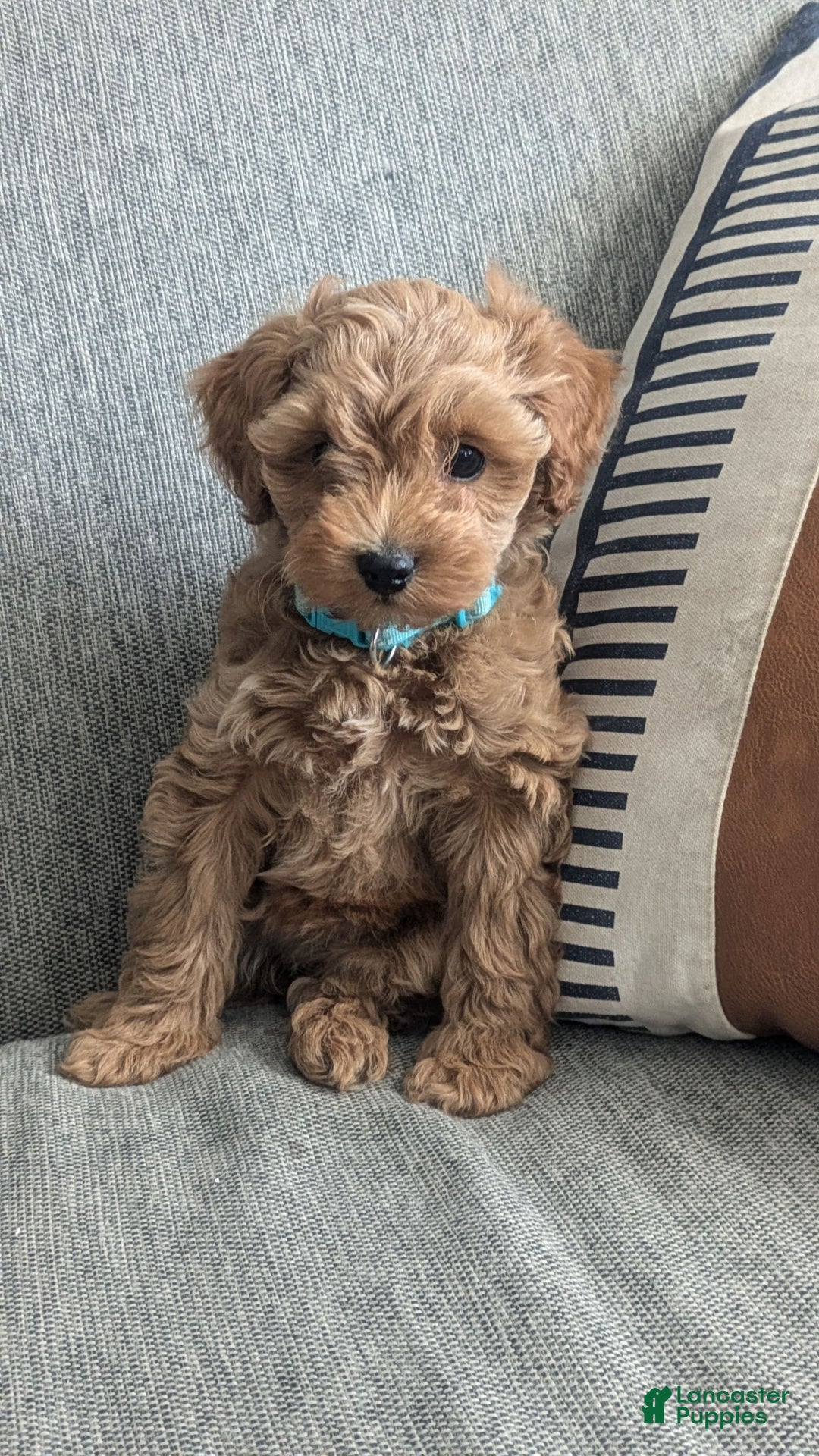 Cockapoo dogs for sale: Willow - Image 3