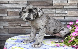 Great Dane dogs for sale: Harmony - Image 2