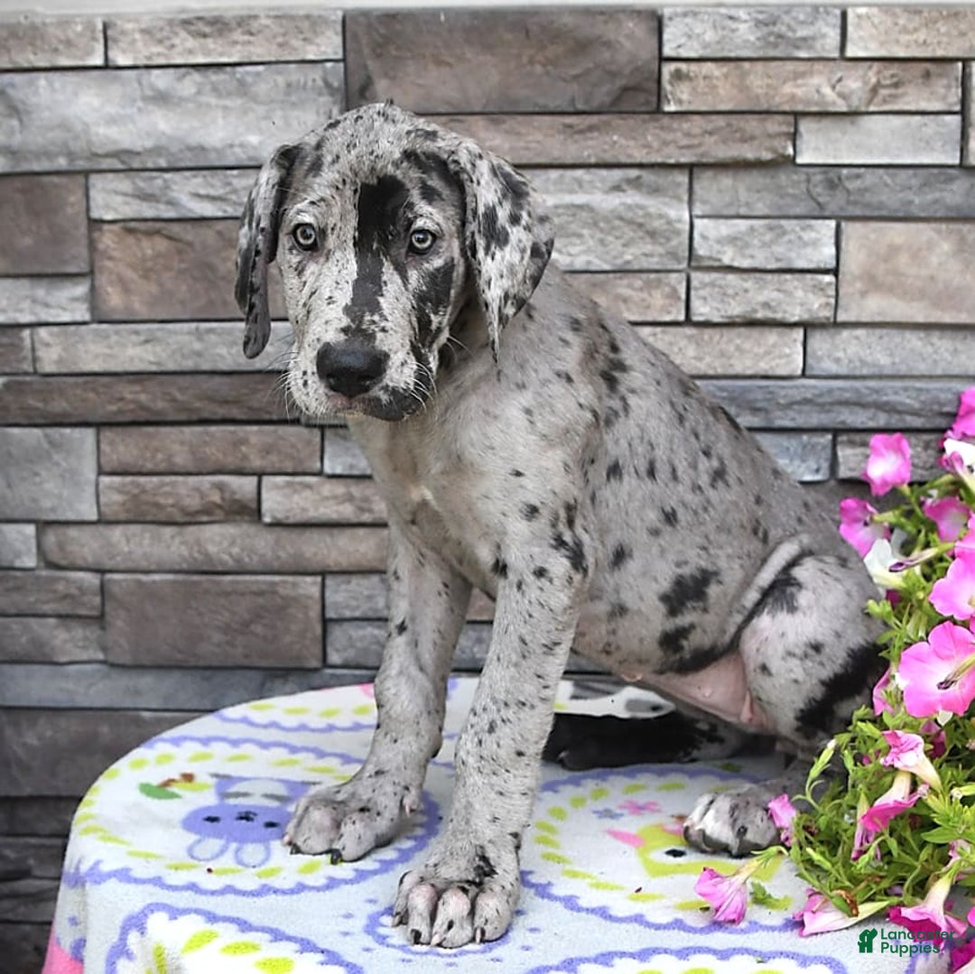 Great Dane dogs for sale: Harmony - Image 2