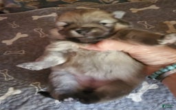 Pomeranian dogs for sale: Sable 2 - Image 2