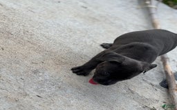 American Bully dogs for sale: Midnight - Image 2