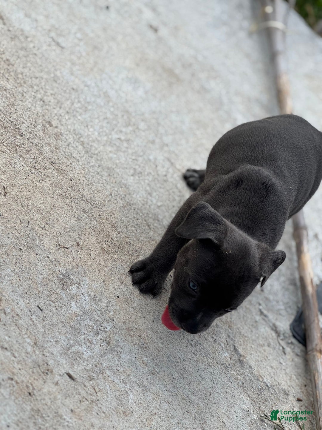 American Bully dogs for sale: Midnight - Image 2