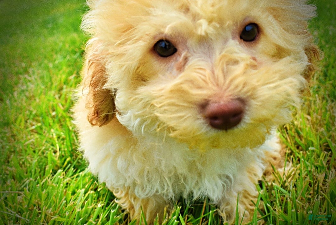 Havapoo dogs for sale: Twinkie - Image 8