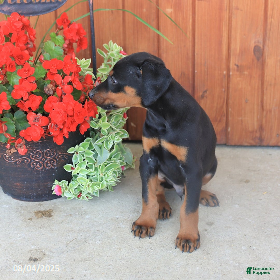 Doberman Pinscher dogs for sale: Duke - Image 4