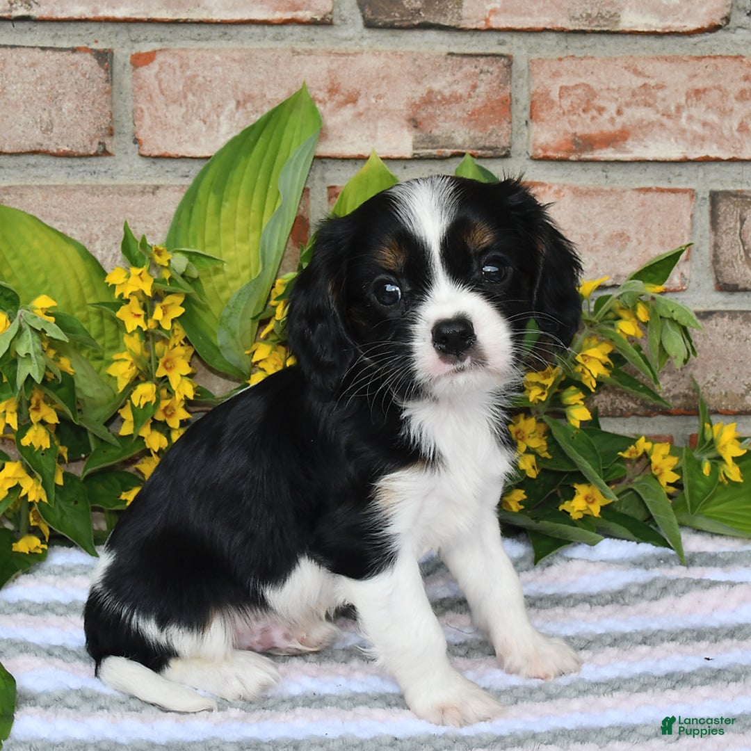 Cavalier King Charles Spaniel dogs for sale: Drew - Image 14