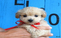 Maltipoo dogs for sale: Maverick - Image 6