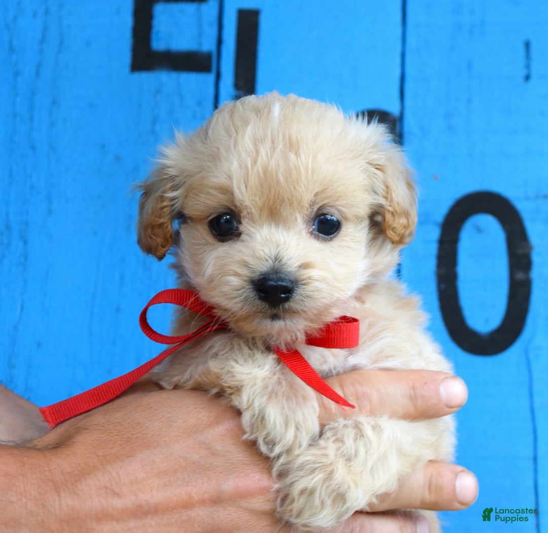 Maltipoo dogs for sale: Maverick - Image 6