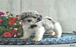Shihpoo dogs for sale: Onyx - Image 1