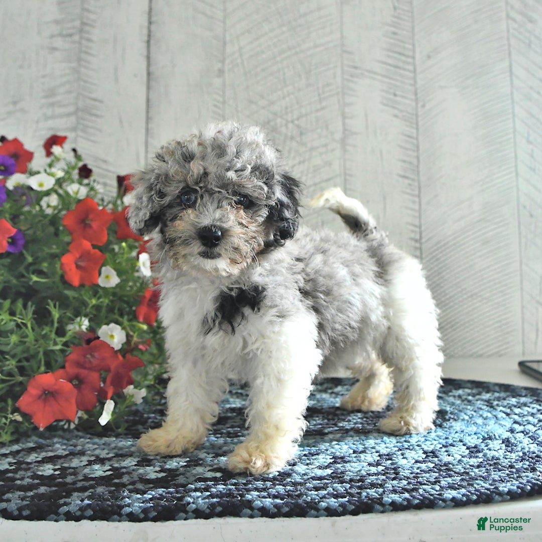 Shihpoo dogs for sale: Onyx - Image 1