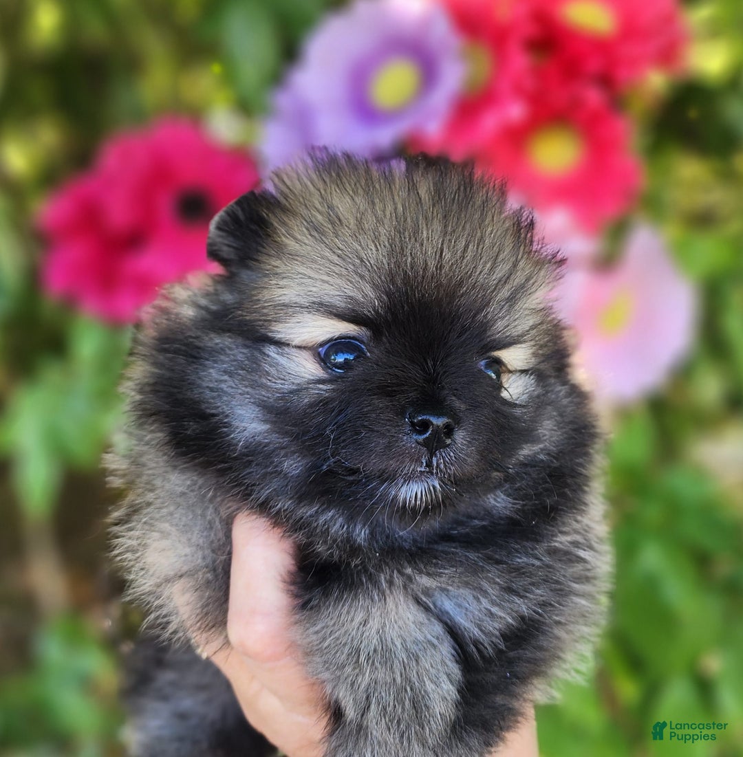 Pomeranian dogs for sale: Sushi - Image 3