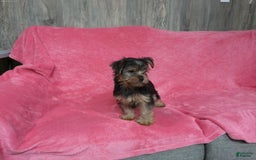 Yorkshire Terrier dogs for sale: Buddy - Image 14