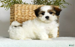 Teddy Bear dogs for sale: Wednesday - Image 5