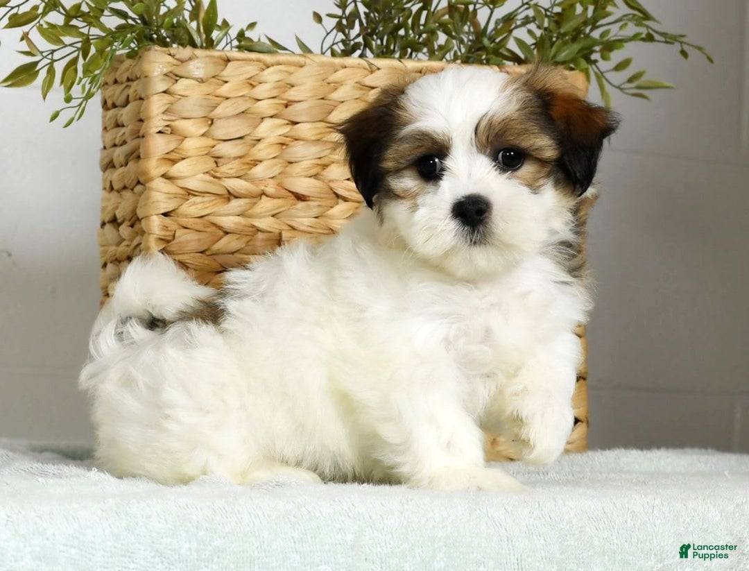 Teddy Bear dogs for sale: Wednesday - Image 5