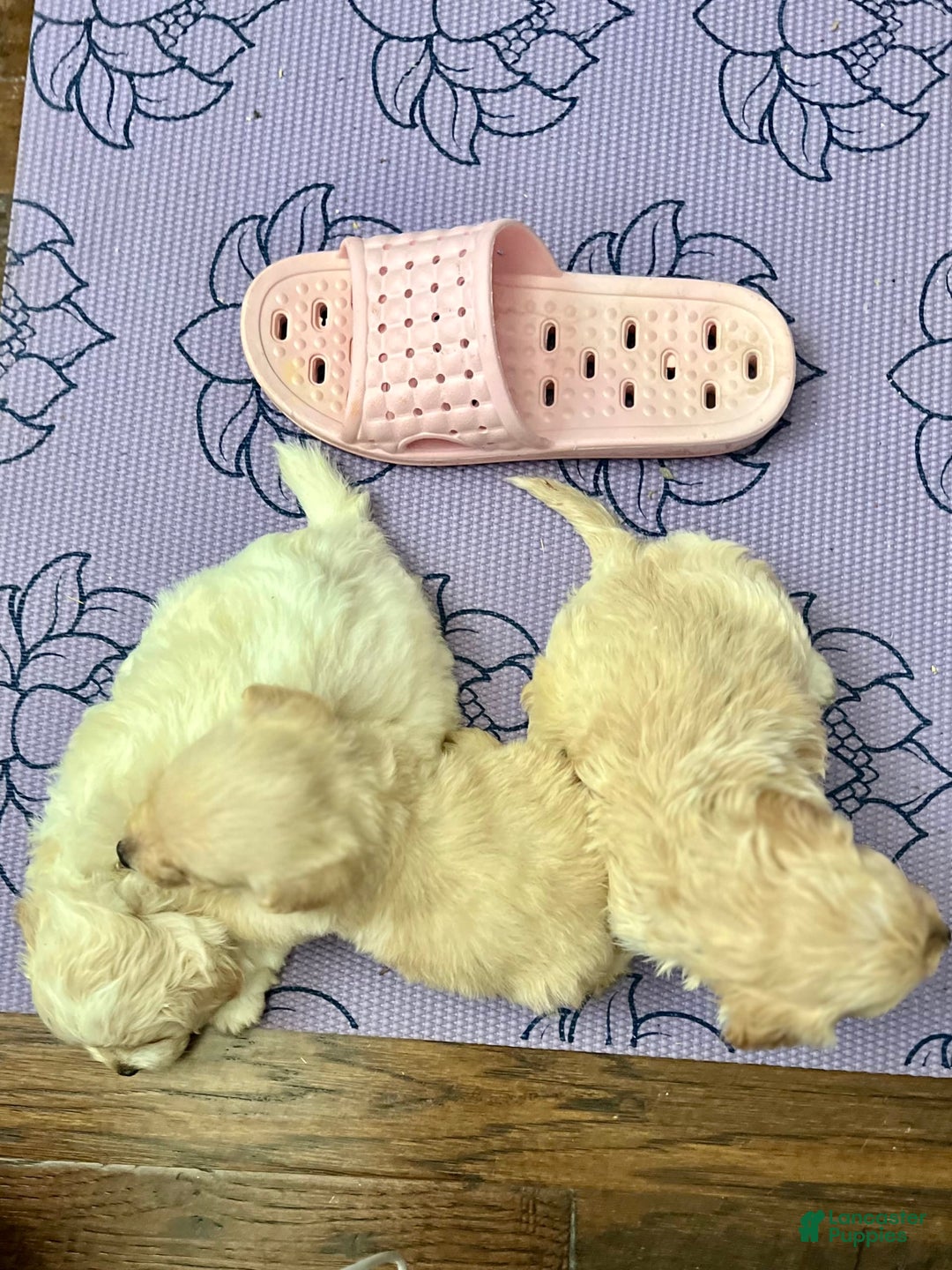 Maltipoo dogs for sale: Tommy - Image 1