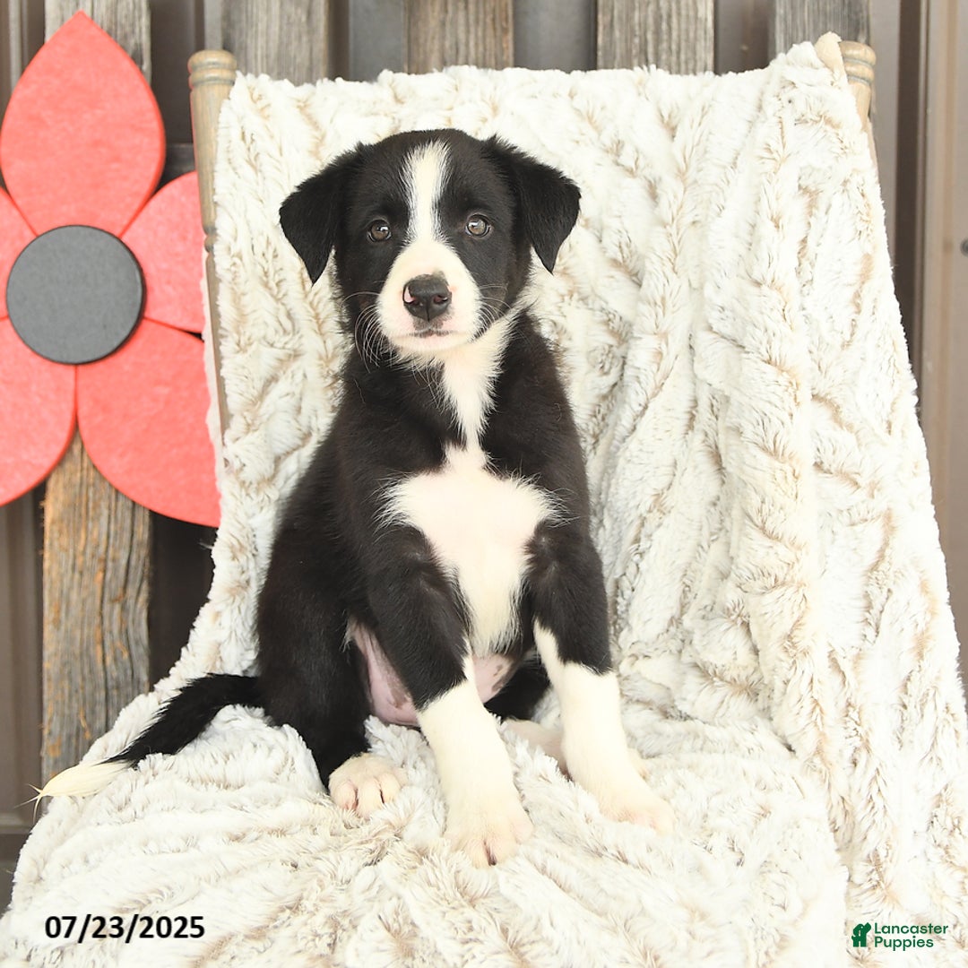 Border Collie dogs for sale: Nellie - Image 4