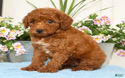 Miniature Poodle dogs for sale: Ranae - Image 1