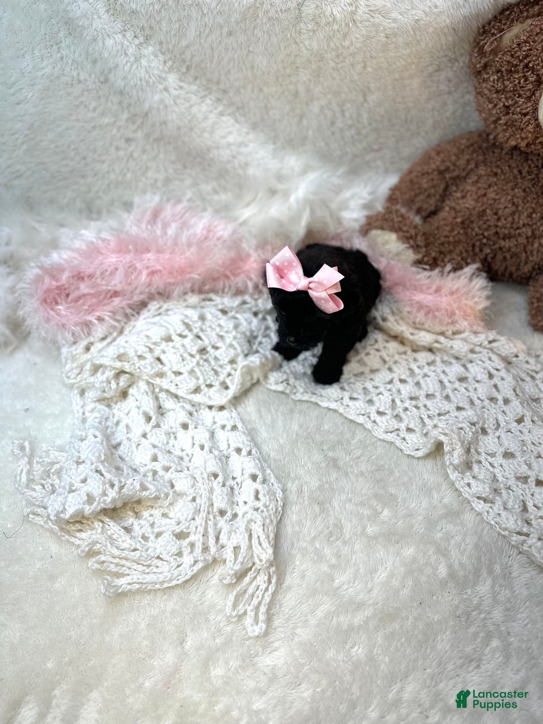 Morkie dogs for sale: Honey - Image 8
