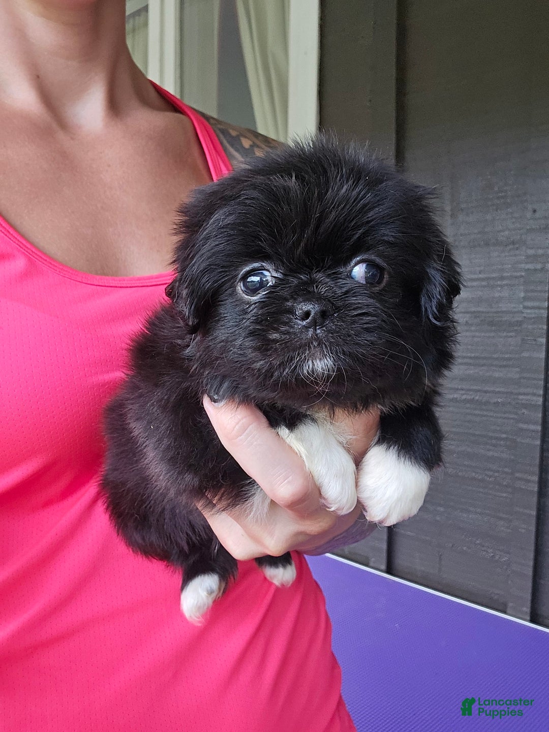 Pekingese dogs for sale: Carrie - Image 2