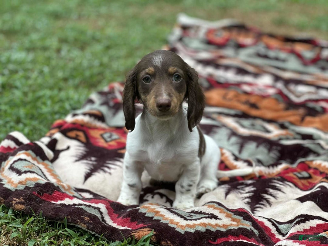 Miniature Dachshund dogs for sale: Rolo - Image 1
