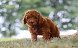Mini Goldendoodle dogs for sale: Sonny - Image 7