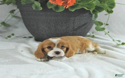 Cavalier King Charles Spaniel dogs for sale: Stella - Image 2
