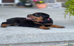 Rottweiler dogs for sale: Everly - Image 1