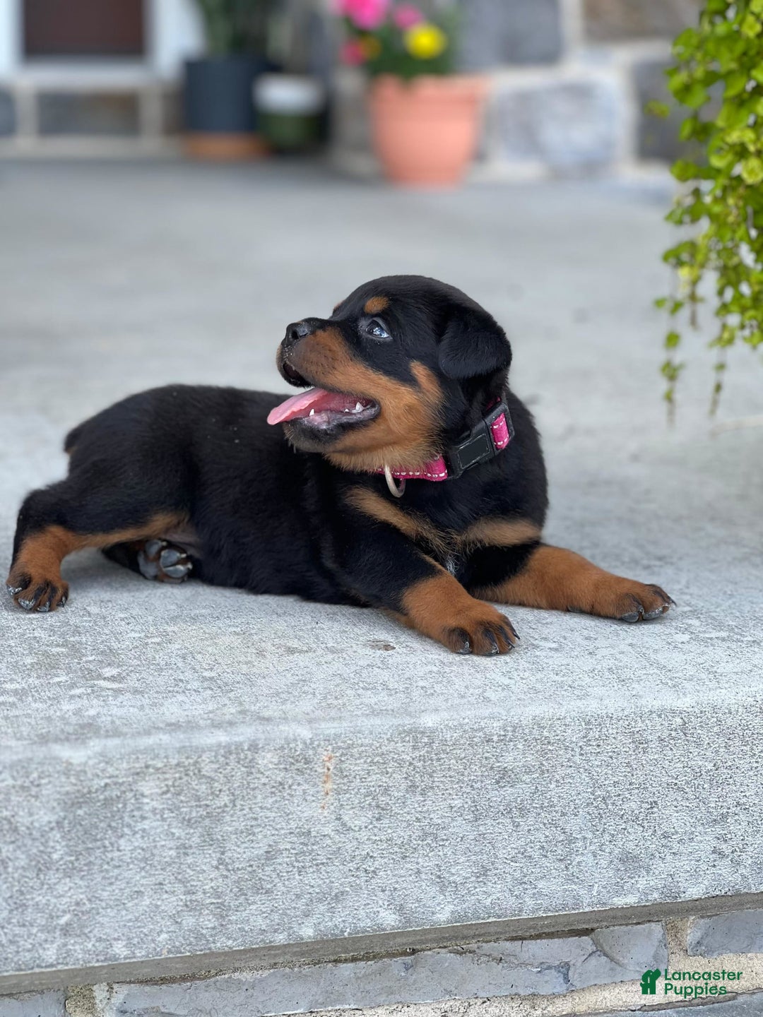 Rottweiler dogs for sale: Everly - Image 1