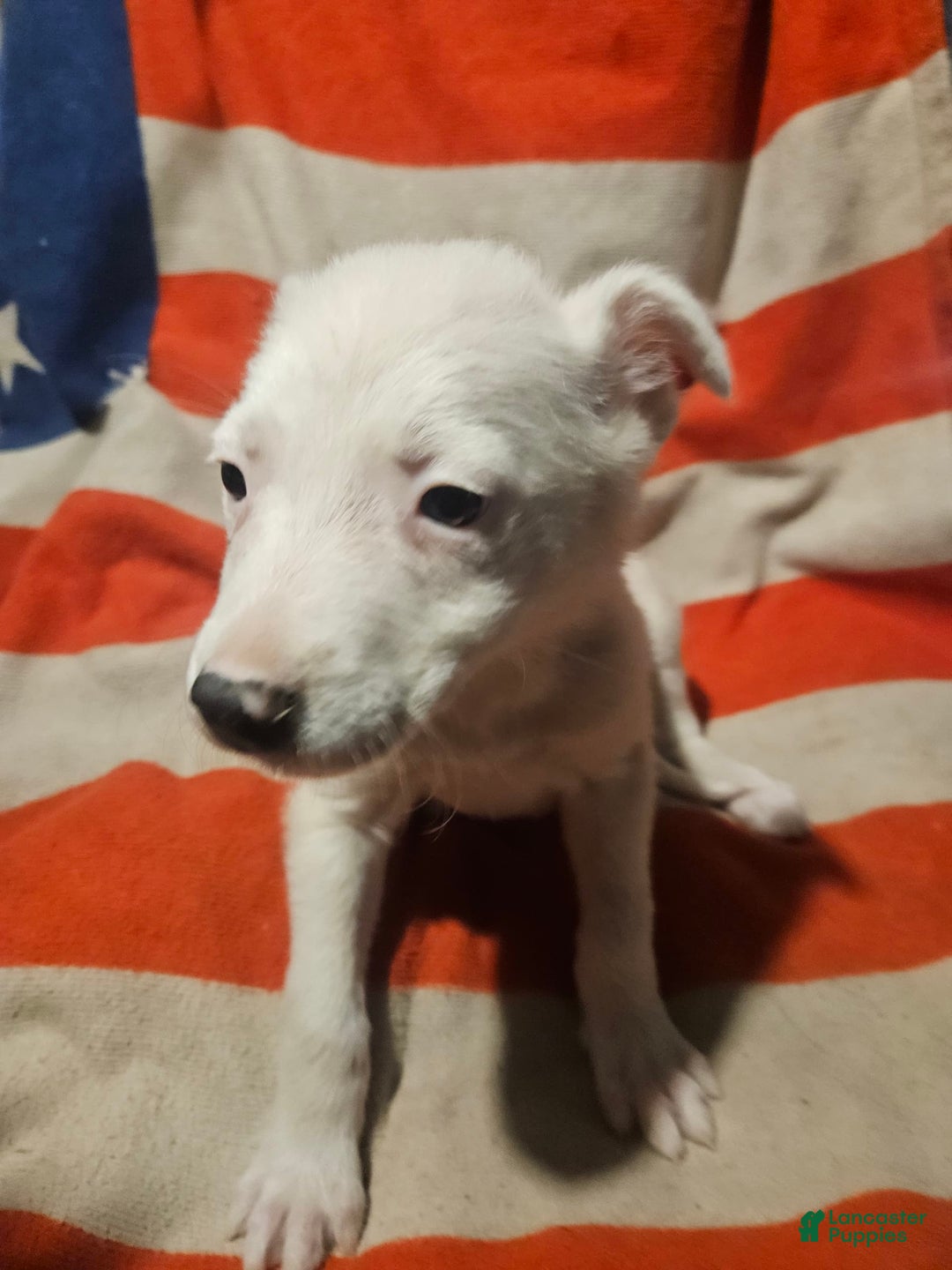 Border Collie dogs for sale: Dreami - Image 8