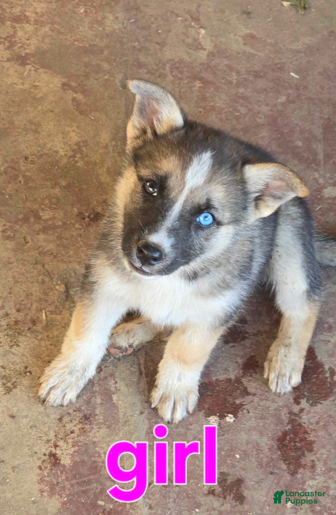 Gerberian Shepsky dogs for sale: Girl 1 - Image 1