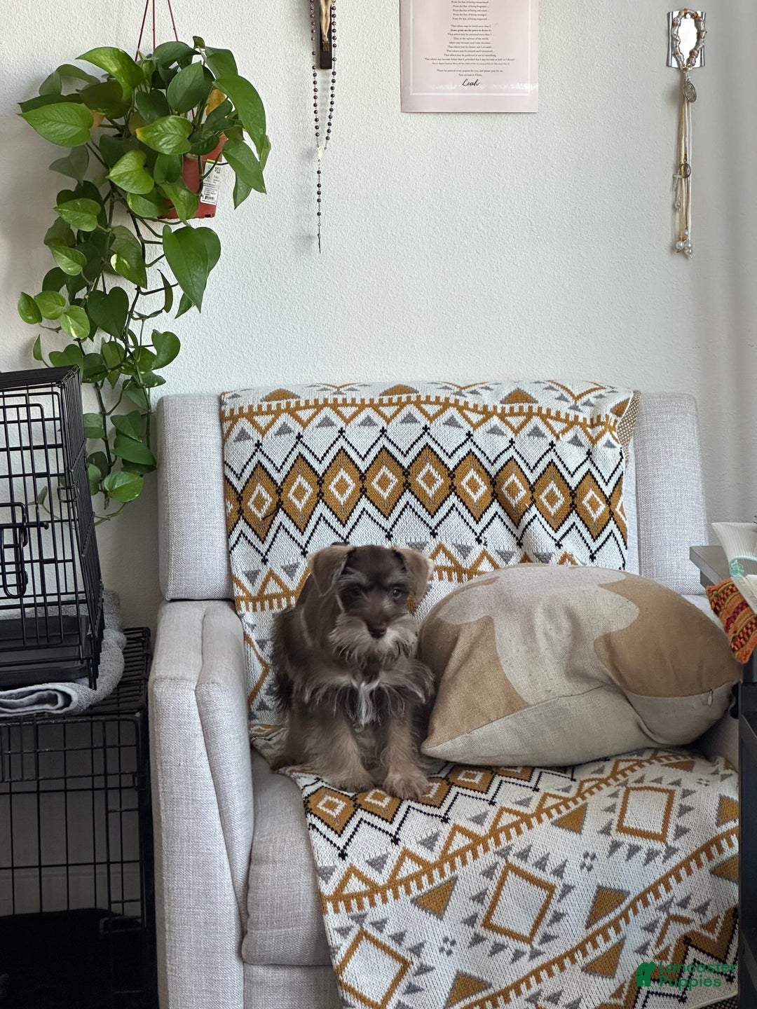 Miniature Schnauzer dogs for sale: Izzy - Image 6