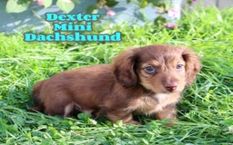 Miniature Dachshund dogs for sale: Dexter - Image 5