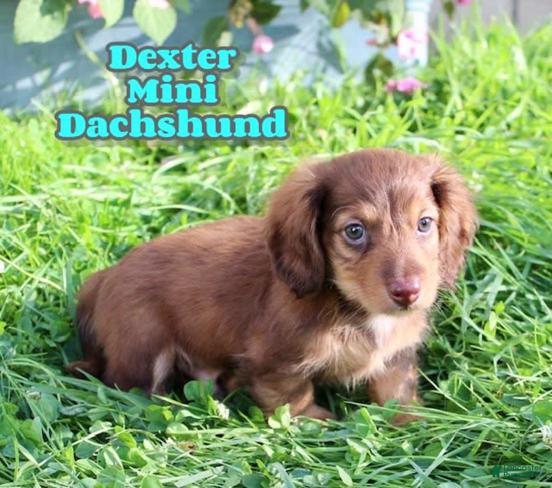 Miniature Dachshund dogs for sale: Dexter - Image 5