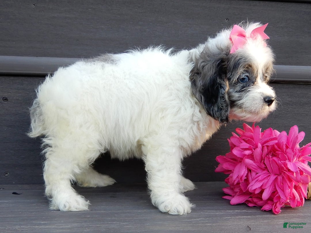 Cockapoo dogs for sale: Peaches - Image 5