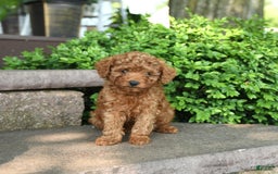 Toy Poodle dogs for sale: Fern - Image 5