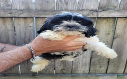 Malshi dogs for sale: Mary - Image 4