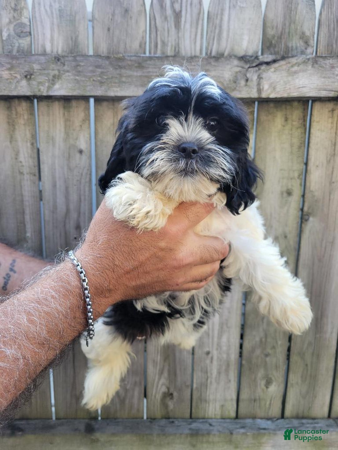 Malshi dogs for sale: Mary - Image 4