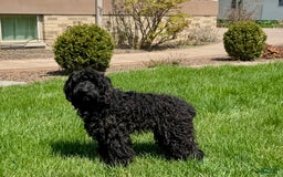 Cockapoo dogs for sale: Brent - Image 2
